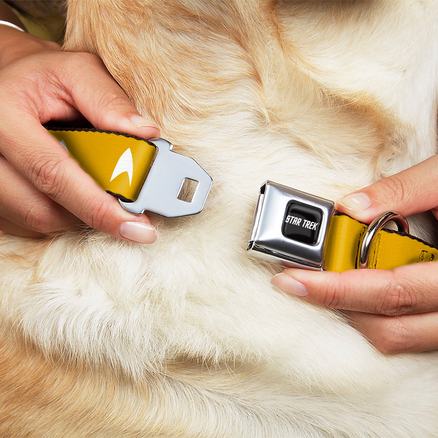 Star Trek Text Logo and Starfleet Insignia Seatbelt Pet Collar