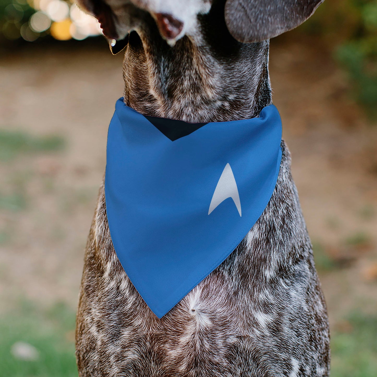 Full view of the Star Trek blue bandana laid flat.