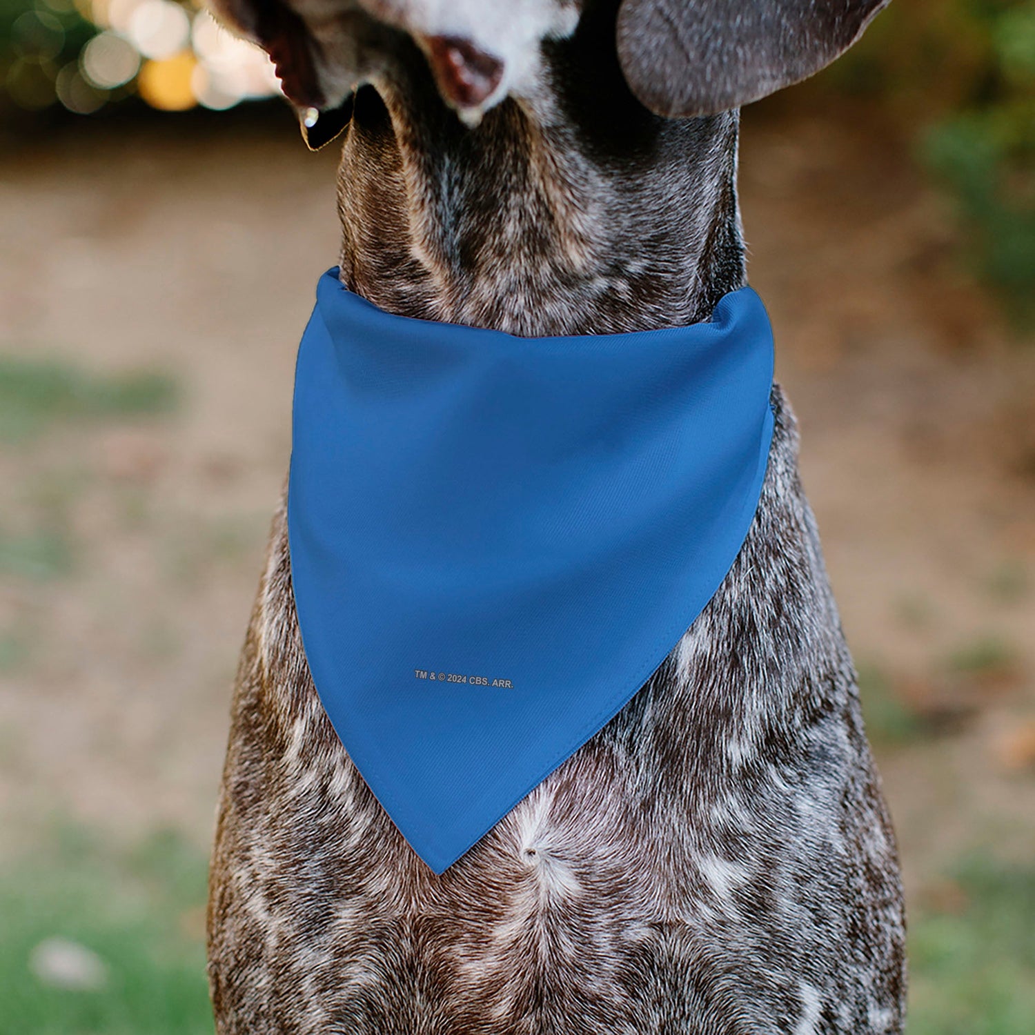Back view showing the over-the-collar slot of the pet bandana.