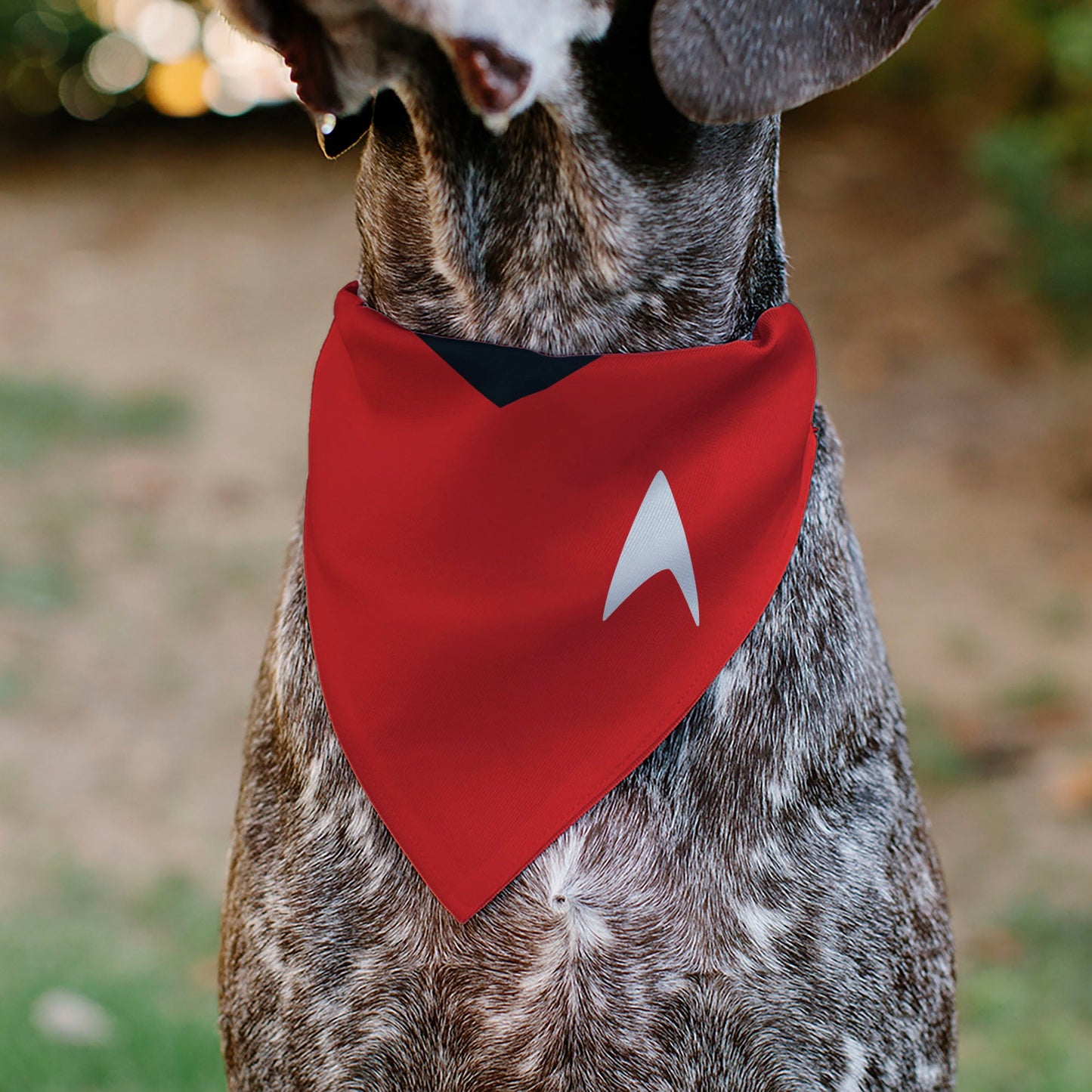 Side view of a dog wearing the official Star Trek Red Uniform bandana